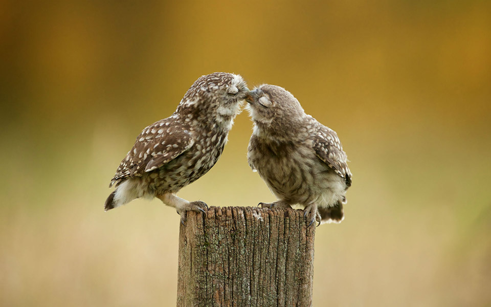 这是一个摄影案例